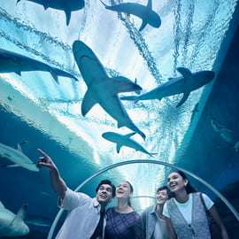 Cingapura: S.E.A. Aquarium Entrance E-Ticket
