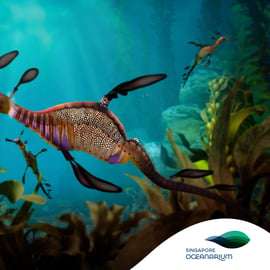 Singapura: Ingresso de entrada para o Oceanário de Singapura