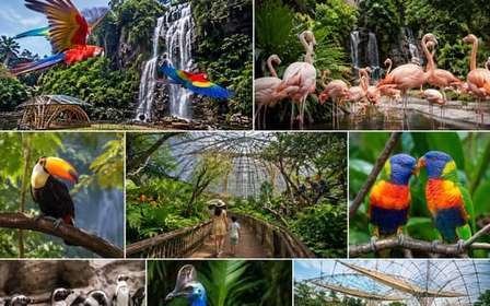 Ingresso de entrada para o Bird Paradise com traslado do hotel