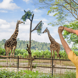 Zoológico de Singapura: ingresso digital de 1 dia com passeio de bonde