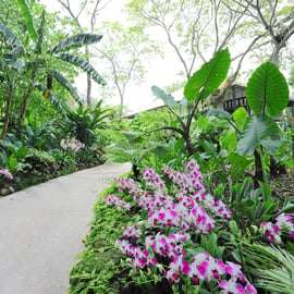 Cingapura: Ingressos para o National Orchid Garden