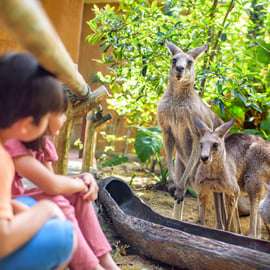 Singapura: ingresso de entrada no zoológico, passeio de bonde e transfer do hotel