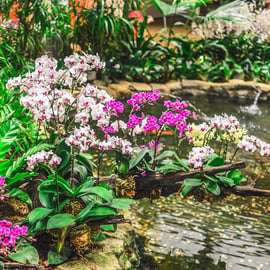 Cingapura: Ingressos para o National Orchid Garden