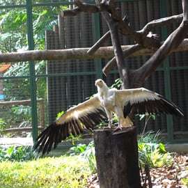 Singapura: ingresso de entrada para o Bird Paradise