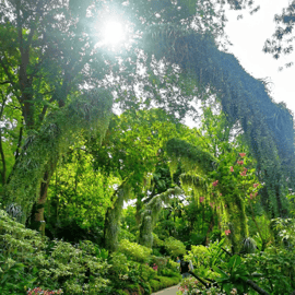 Ingresso para o Jardim de Orquídeas de Singapura: Passe Patrimônio da UNESCO