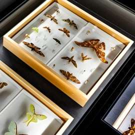 Singapura: Ingresso para o Museu ArtScience
