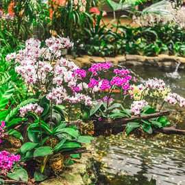Singapura: Ingresso no Jardim Nacional das Orquídeas
