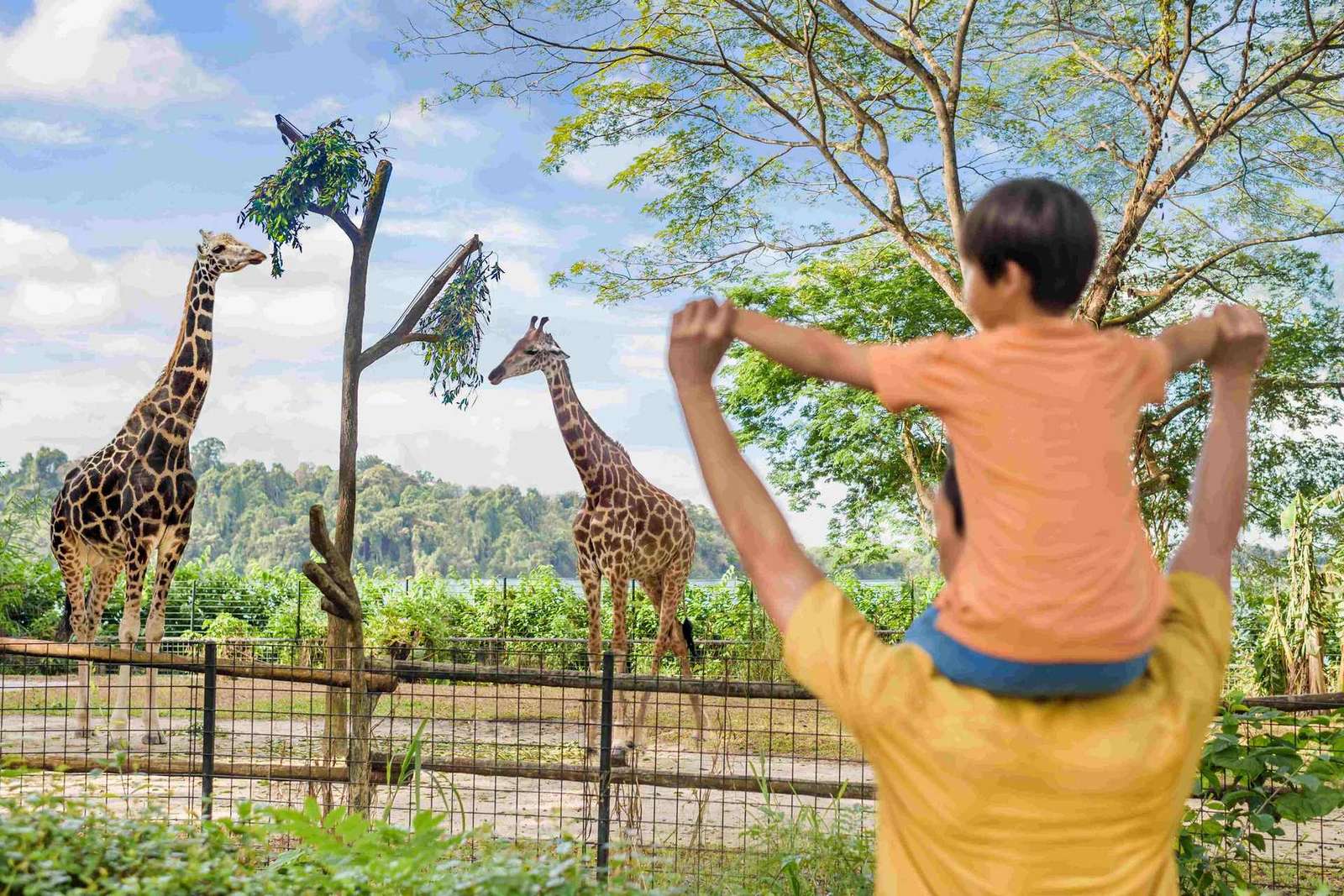 Singapura: ingresso de entrada no zoológico, passeio de bonde e transfer do hotel