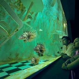Cingapura: S.E.A. Aquarium Entrance E-Ticket