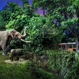 Ingresso de entrada para o Night Safari com passeio de bonde e transfers compartilhados