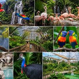 Ingresso de entrada para o Bird Paradise com traslado do hotel