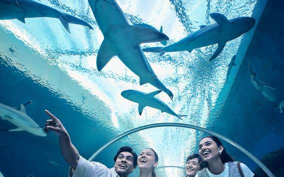 Cingapura: S.E.A. Aquarium Entrance E-Ticket
