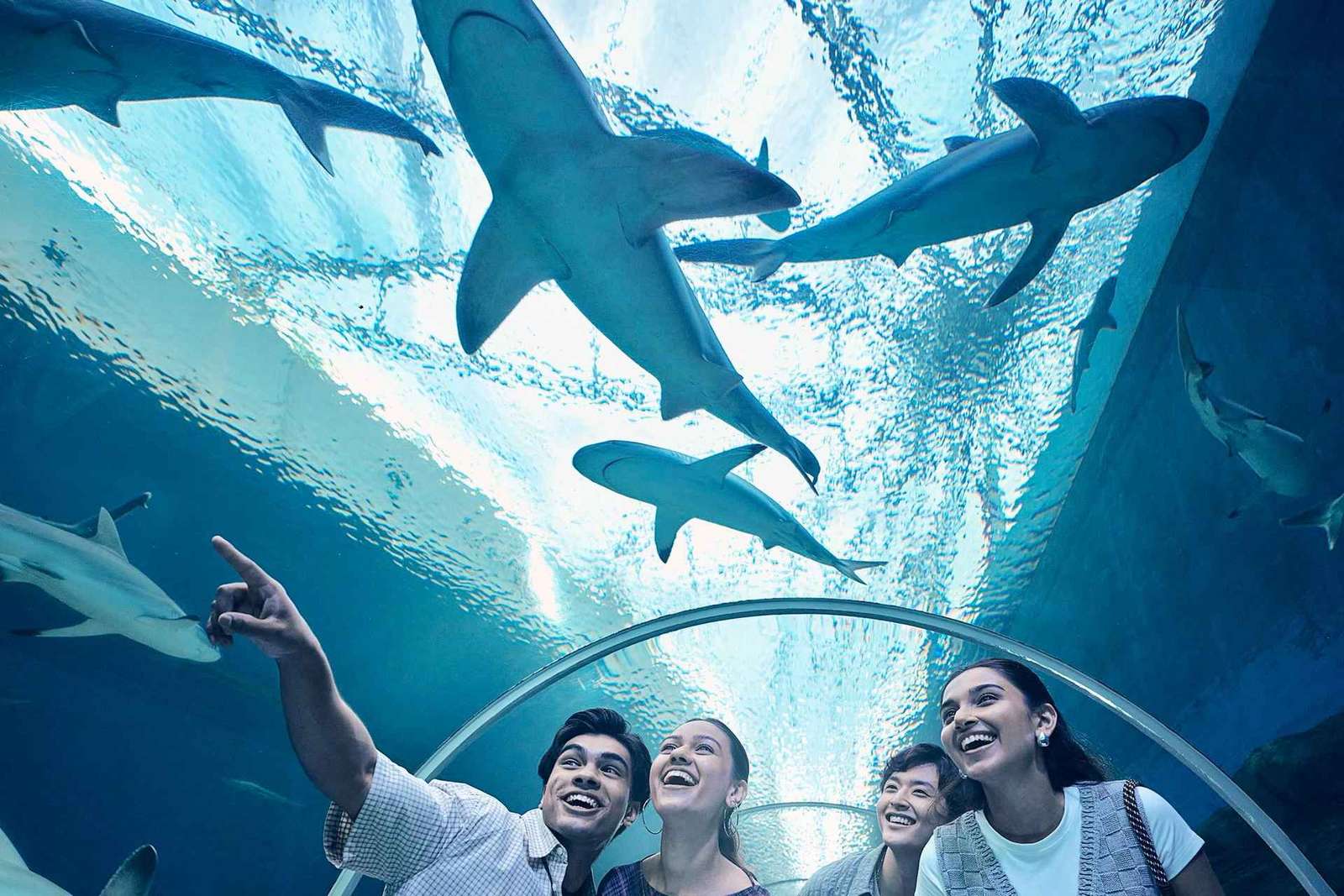 Cingapura: S.E.A. Aquarium Entrance E-Ticket