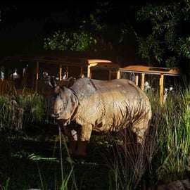 Ingresso de entrada para o Night Safari com passeio de bonde e transfers compartilhados