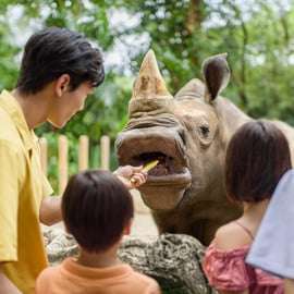Singapura: ingresso de entrada no zoológico, passeio de bonde e transfer do hotel
