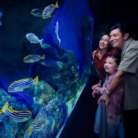 Cingapura: S.E.A. Aquarium Entrance E-Ticket