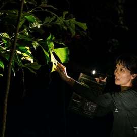 Singapura: Caminhada noturna pela vida selvagem dos mangais