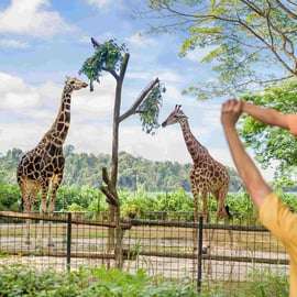 Singapura: ingresso de entrada no zoológico, passeio de bonde e transfer do hotel
