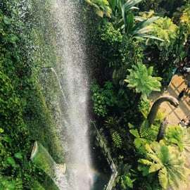 Singapura: Ingresso para Cúpula das Flores + Floresta das Nuvens