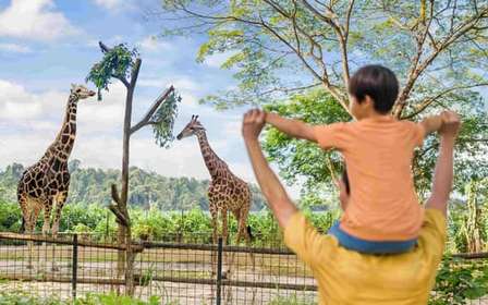 Singapura: ingresso de entrada no zoológico, passeio de bonde e transfer do hotel