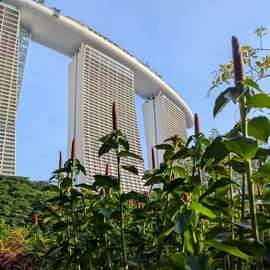 Jardins da Baía de Singapura: Caminhada pelas Superárvores e pela Floresta das Nuvens
