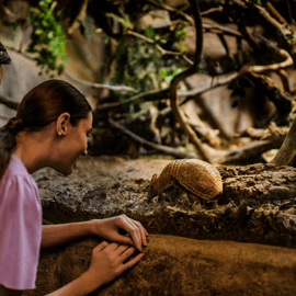 Singapura: Ingresso de entrada no Night Safari com passeio de bonde