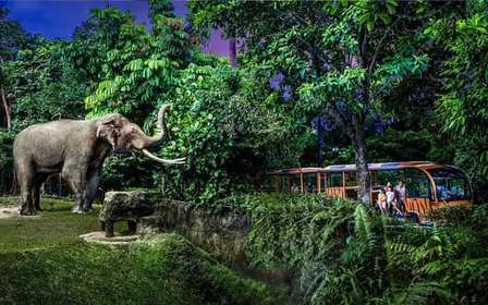 Ingresso de entrada para o Night Safari com passeio de bonde e transfers compartilhados