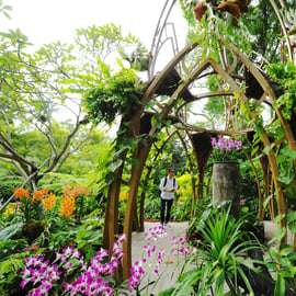 Singapura: Ingresso no Jardim Nacional das Orquídeas