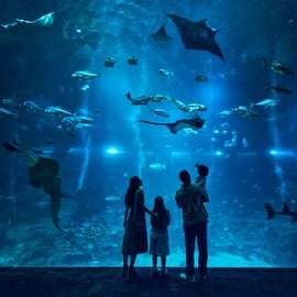Cingapura: S.E.A. Aquarium Entrance E-Ticket