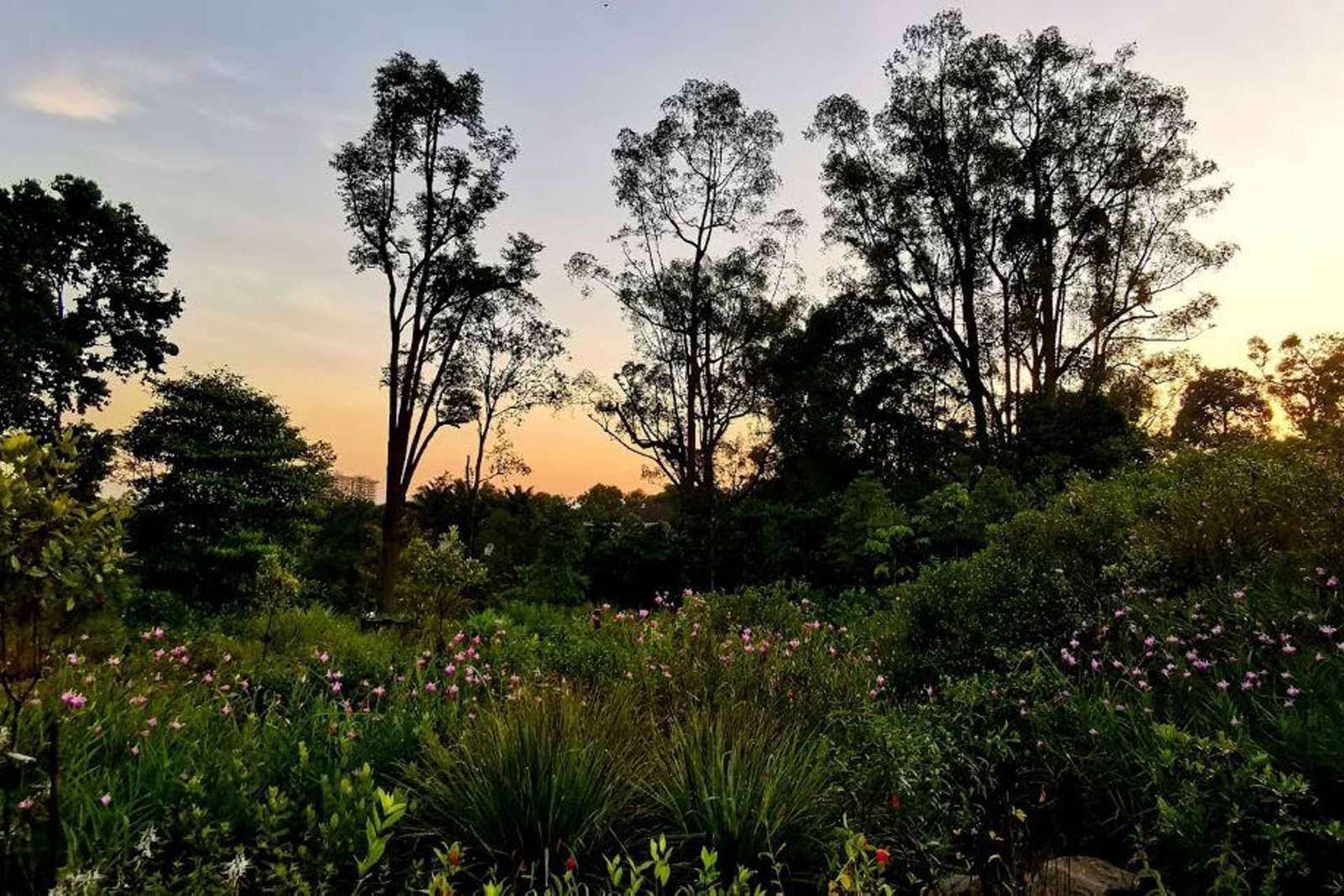 Excursão a pé pelo Jardim Botânico e Tiong Bahru com café da manhã