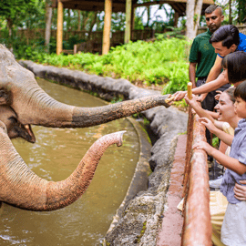 Zoológico de Singapura: ingresso digital de 1 dia com passeio de bonde