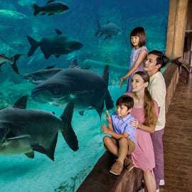 Singapura: ingresso de entrada para o River Wonders